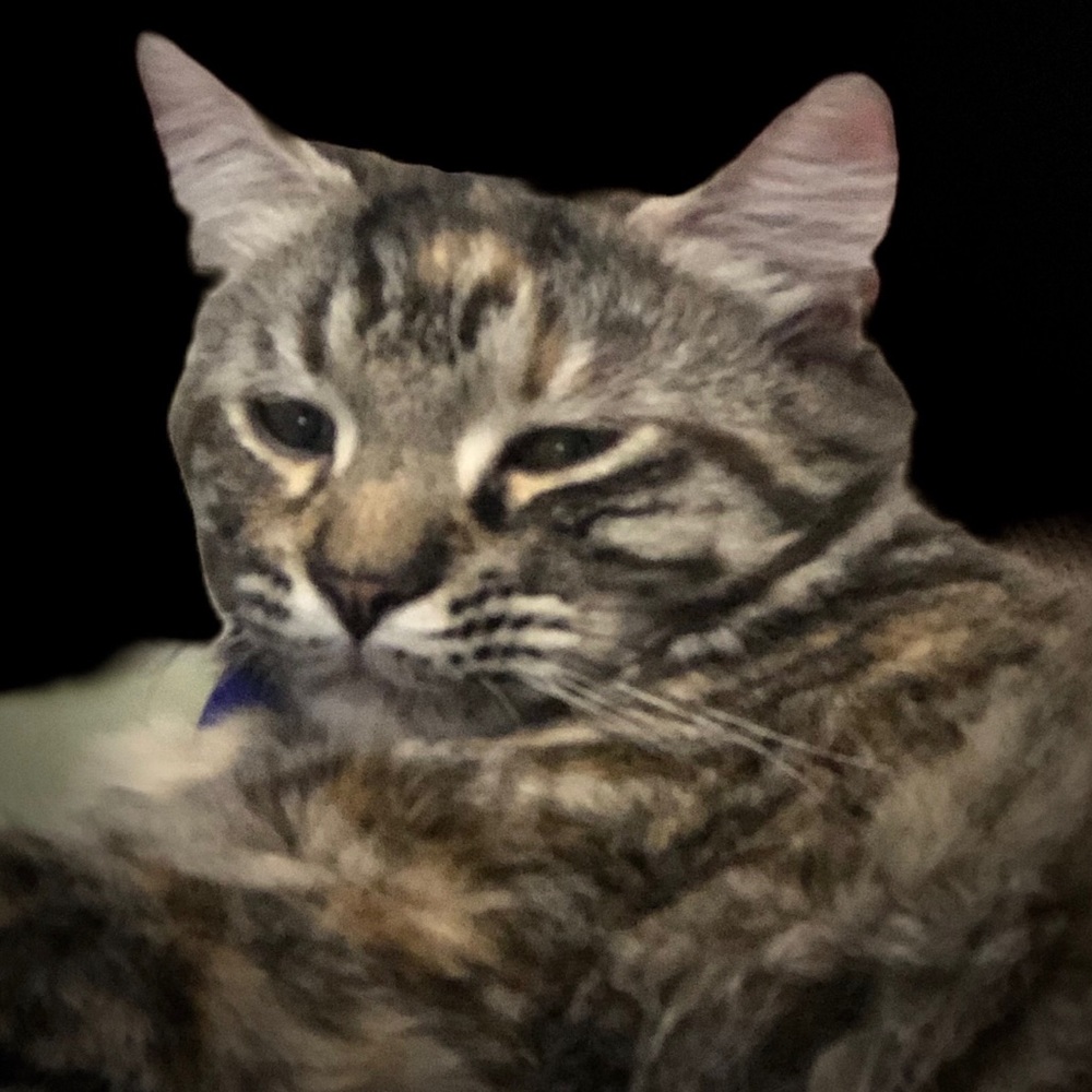 Meet your Posher, Nea